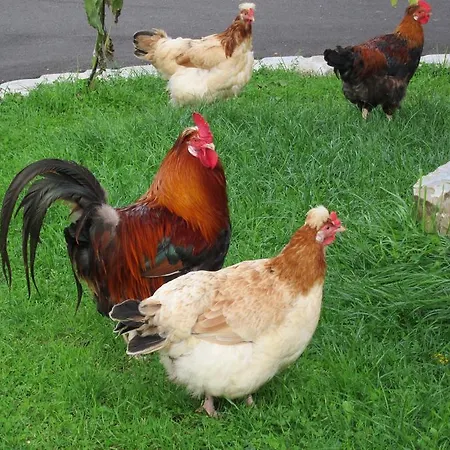 ファームステイ Weslhof *