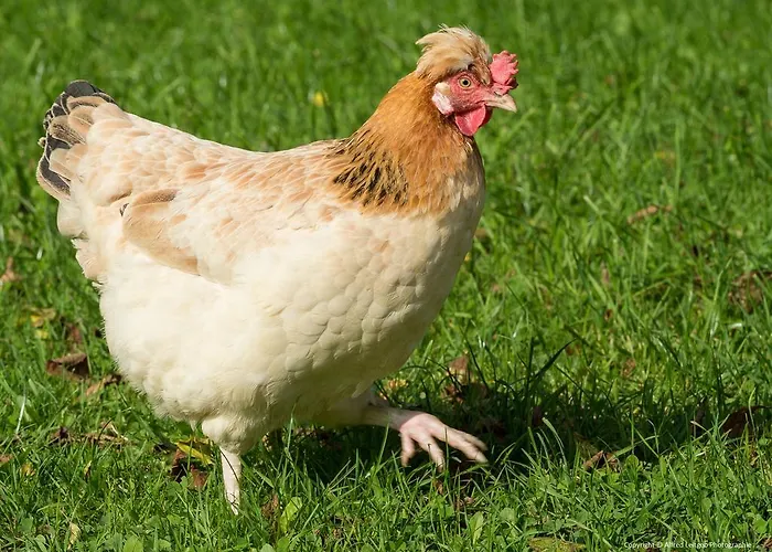 ويستهوف * Attersee