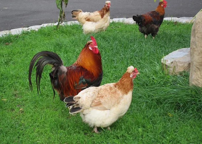 Çiftlik konaklama Weslhof *